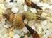 Malaysian Trumpet Snails Cheap, 40 for 10 GBP