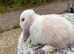 Mini lops pure bred mixed sex