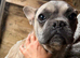 Isabella girl frenchie