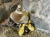 Indian runner family, female Duck & her 8 ducklings