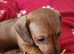 5 kc reg mini dachshund pups for sale
