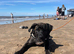 8 month old presa