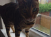 Female purebred 4yr old spayed bengal