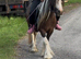 For sale Maya 13hh 6yo cob mare