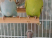 Two baby hens
