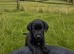 Labrador puppy