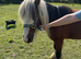 Mini cob