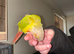 Pineapple Cheeked Conure