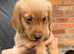 Gorgeous miniature Labradoodle