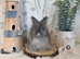 English Angora Babies - Ready Now