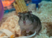 Hammy The Hamster