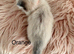 2 left Seal bicolour & seal point ragdolls