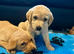 Beautiful Litter Of Labrador Puppies Ready To Leave