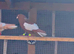 Afghan pigeons