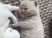 BSH kittens