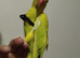Tame Baby mutation Ringneck