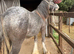 Stunning Irish Cob Gelding