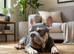 Lilac and tan bulldog big rope