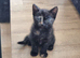 Mixed breeded kitten 8 weeks looking for new home