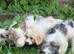 4 stunning cavapoo puppies