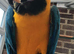 Blue and gold macaw