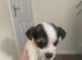 Jack russell