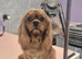 KC Cavalier king Charles Spaniel's puppies for sale