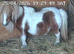 Spsbs reg filly foal