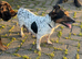 Jack Russell pups