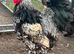 Rare Silver/gold laced Brahma hatching eggs