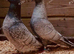 RARE RUBELLA SPREAD RACING PIGEONS