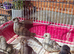 Beautiful lot of diamond doves