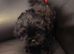 Adorable Shichon puppies for sale-Teddy bear dogs