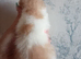 GCCF Registered British Shorthair Kittens
