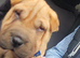 Stunning shar pei