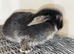 Female Holland lop