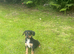 COCKER X COLLIE PUPPIES