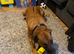 Rhodesian Ridgeback