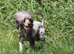 Stunning chocolate Merle poodle boy