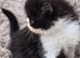 Beautiful Persian kittens