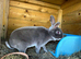 Rex rabbit mini