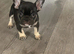 french bulldog ready for a loving home