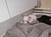 Chihuahua puppy's