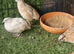 Quail birds