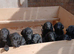 Flat coat puppies