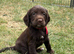 Fully dna health tested Sprocker Puppies