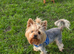 Yorkshire terrier for stud,KC.reg.
