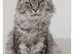 Beautiful GCCF registered maine coon kittens