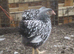 Silver Laced Wyandotte bantam pullets