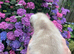 Scottish fold kitten